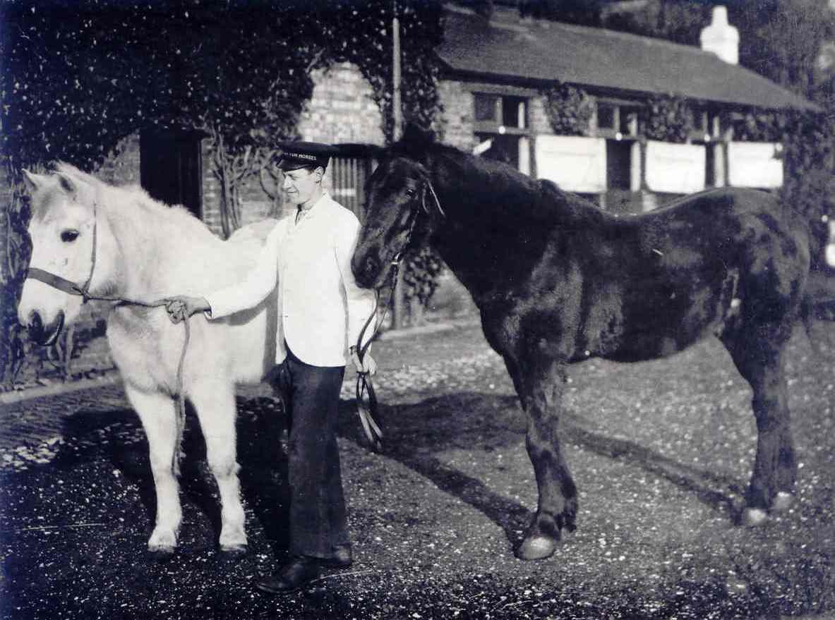 2 Cricklewood horses