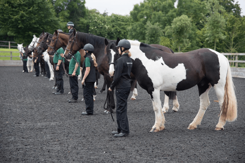 Roundup of 2106 at The Horse Trust