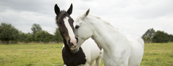 Keeping paddocks safer for horses