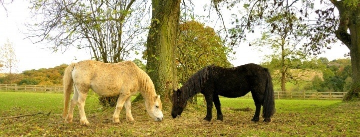atypical myopathy is a deadly horse disease