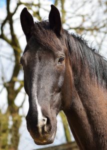We say goodbye to Dunkirk, former Household Cavalry horse