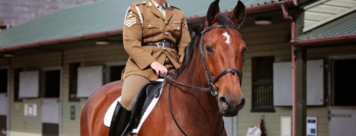 El-Alamein retires to The Horse Trust