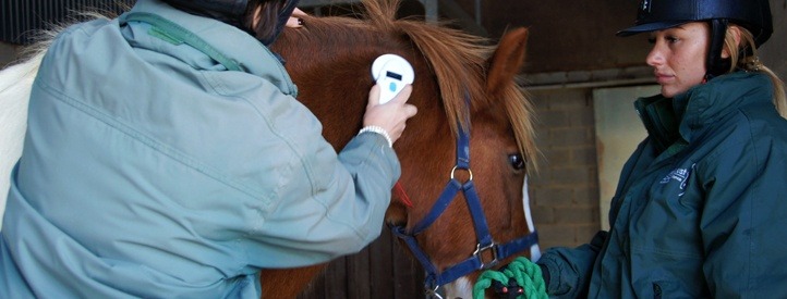 Microchipping every horse becomes law in October 2020