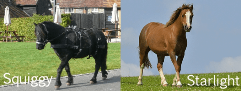 The Horse Trust launches new rehoming scheme