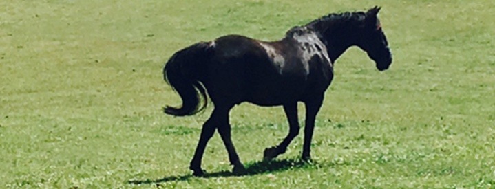 Viscount, Retired Household Cavalry horse
