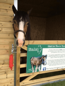 Ashford Stables provide luxury accommodation for our horses