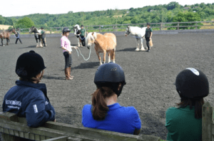Training courses in equine behaviour modification techniques
