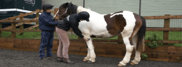 We deliver first CPD course on equine behaviour modification