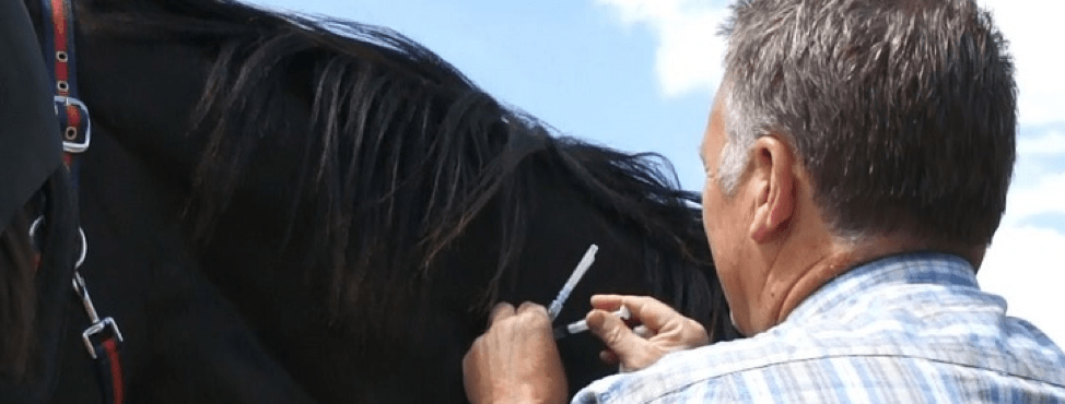 Equine flu - guidelines for horse and pony owners