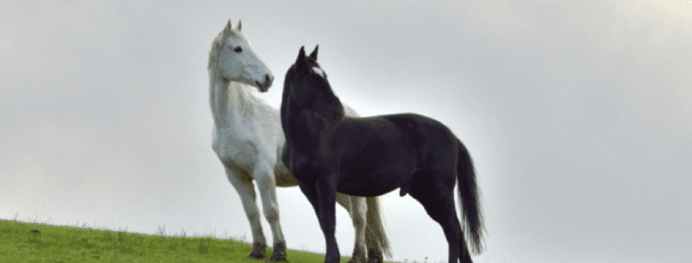 Have you recently had to say goodbye to your horse?