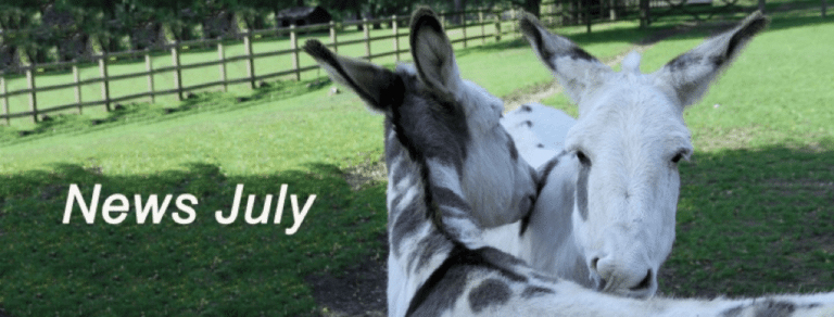 Gladys, Lola and Nora assist with the donkey training for staff
