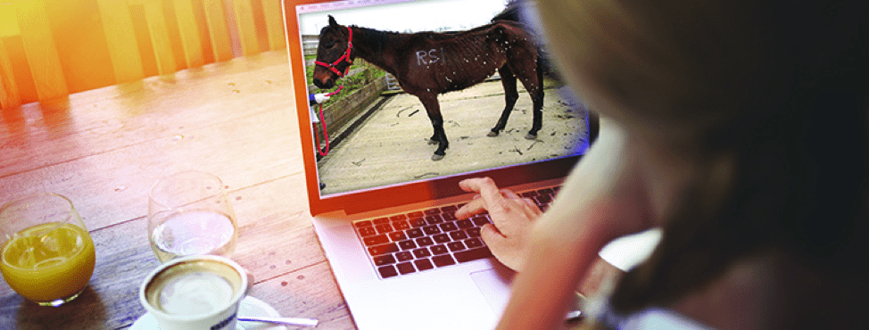 equine welfare online training courses