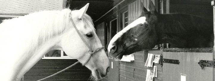 Remembering Hyde Park horses Sefton & Echo