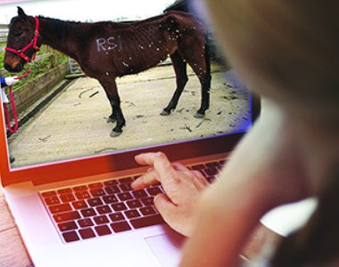 Online Courses - The Horse Trust