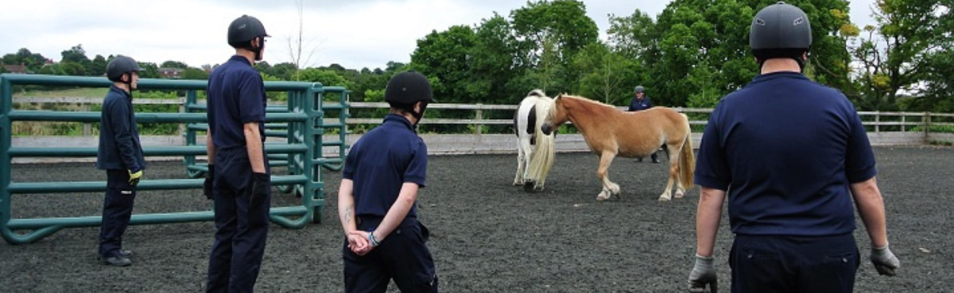 Education in equine welfare Bespoke training courses