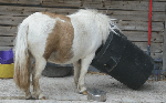 Equine Weight Management