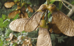 Atypical myopathy