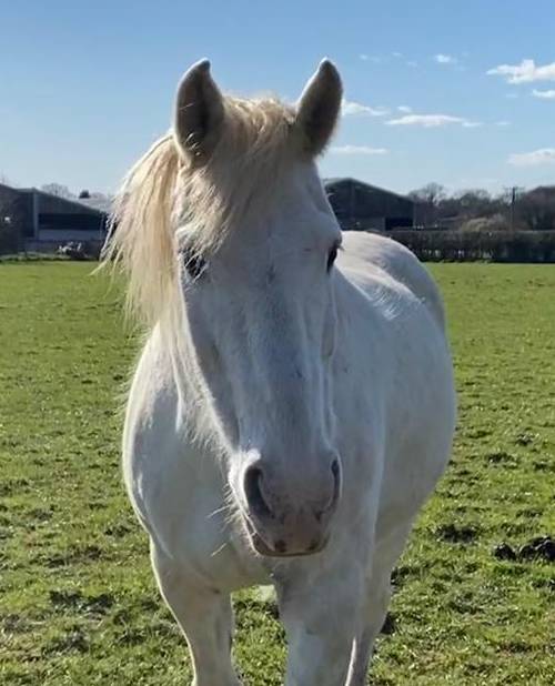 Military Horses | Meet our Retired Military Horses | Army horses