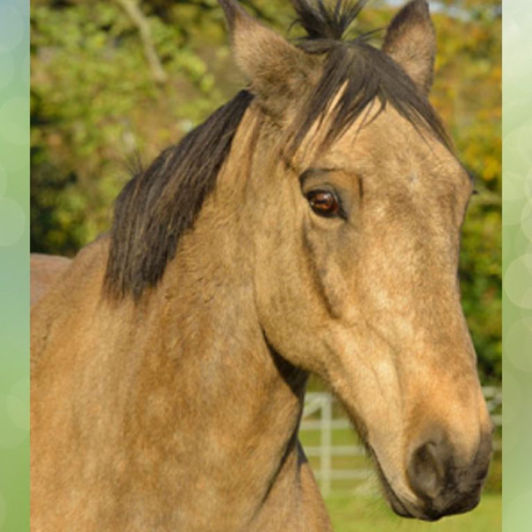 Samson - The Horse Trust