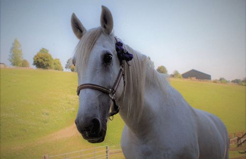 Retired horse Boris