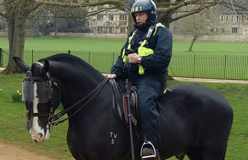Caesar - police horse working with Thames Valley Police