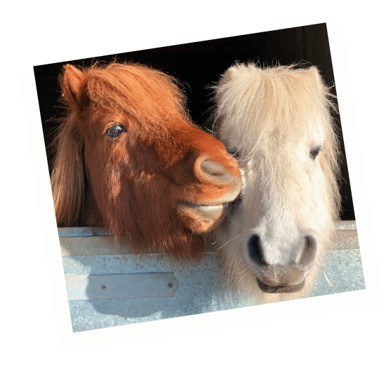 Fidget and Widget - rescue horses