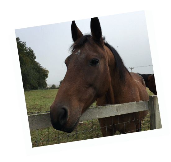 Flint - retired Royal Mews horse