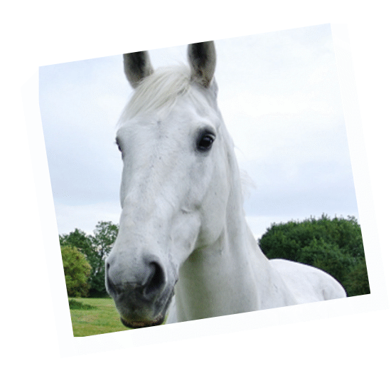 Kilsyth - retired police horse