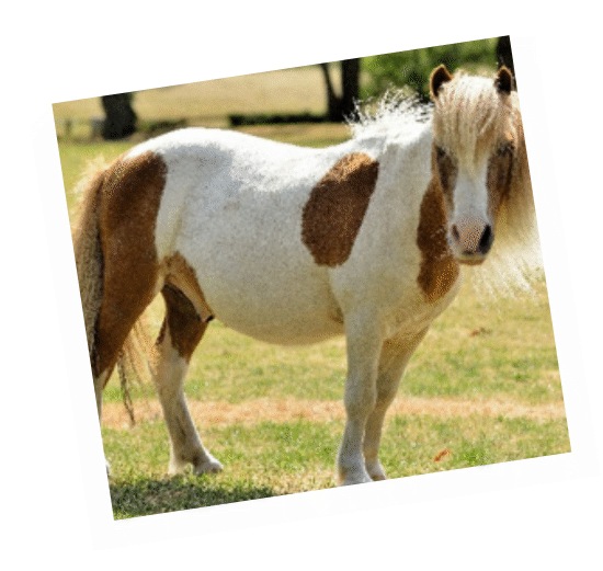 Piglet - rescue horse