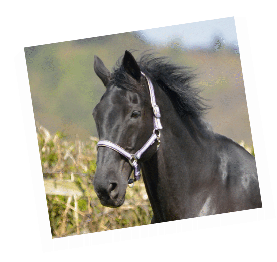 Yeti - sponsor Yeti, a retired Household Cavalry horse