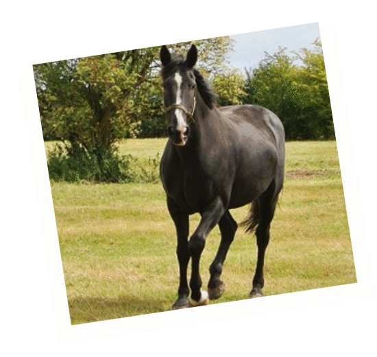 Zepce - retired military horse
