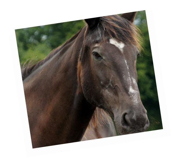 Aquaba - retired military horse