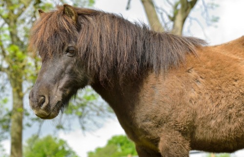 Sponsor Bob - retired RDA Shetland pony