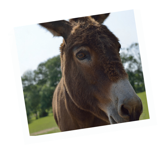 Briar - retired working donkey