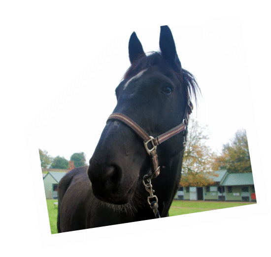 Burnaby - retired military horse