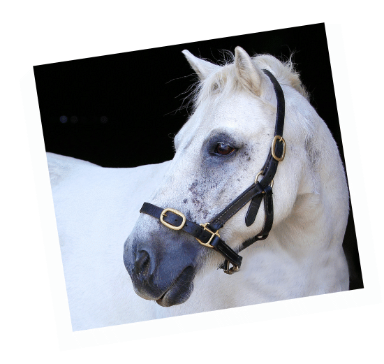 Casper - retired working horse
