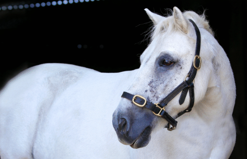 Casper - retired working horse from Windsor & Ascot RDA