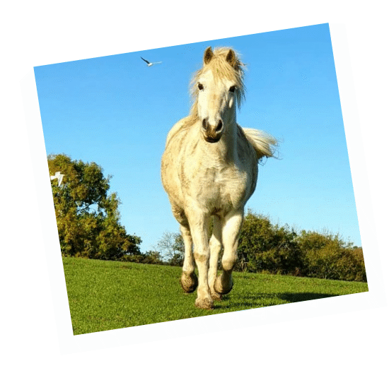 George - retired working pony