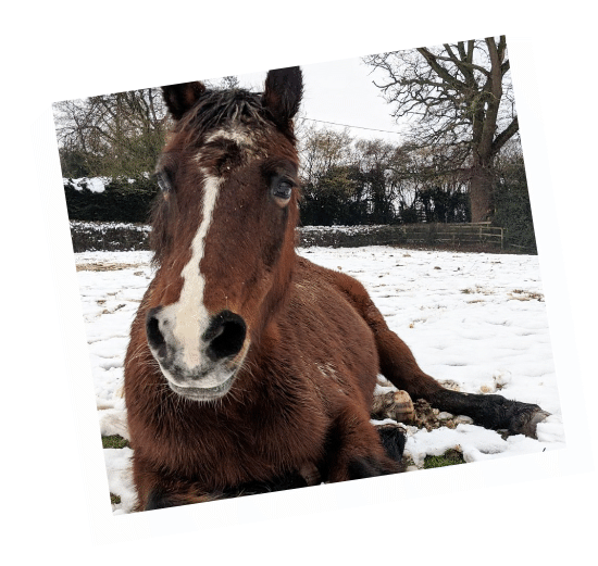 Pollyanna - retired working pony