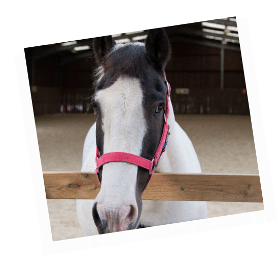 Rafferty - retired working pony