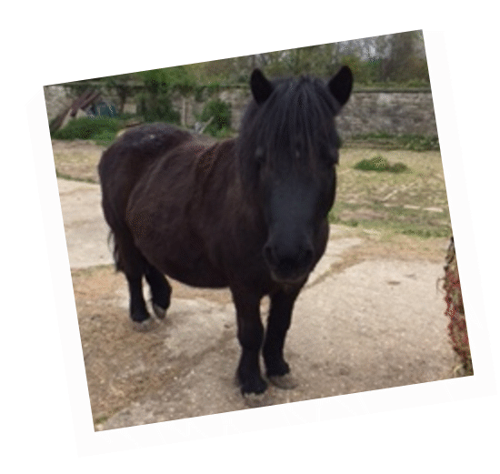 Starling - retired working pony