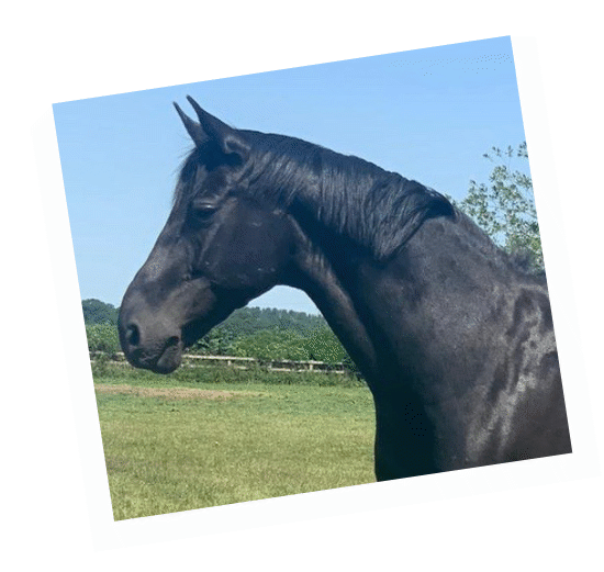 William - a retired black gelding who served with the King's Troop RHA
