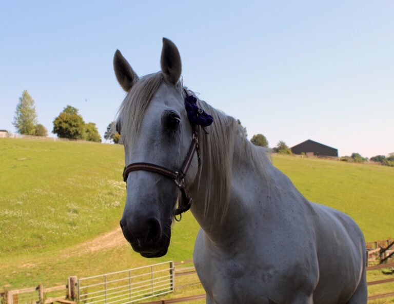 War Horse Memorial partnership