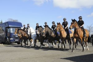 RIP Pilot, former Northumbria Police Mounted Section horse