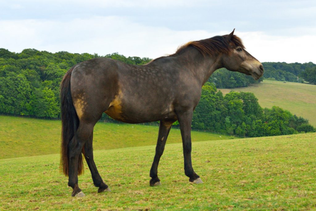 RIP Pilot | Former Northumbria Police Mounted Section horse