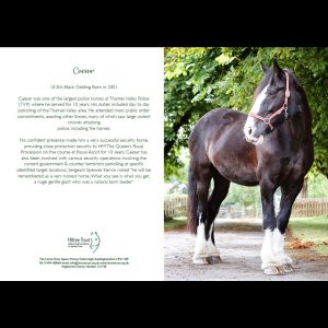 Horse Trust Greeting Card – Caesar