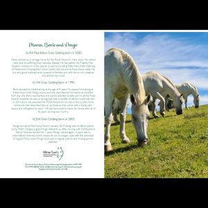 Horse Trust Greeting Card – Marsa, Boris And Pongo