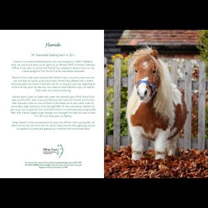 Horse Trust Greeting Card – Hamish