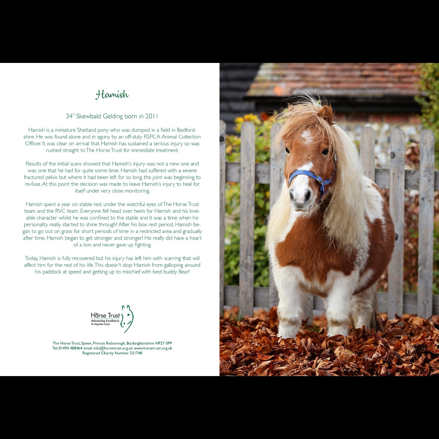 Horse greeting card featuring Hamish