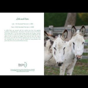 Horse Trust Greeting Card – Lola And Nora
